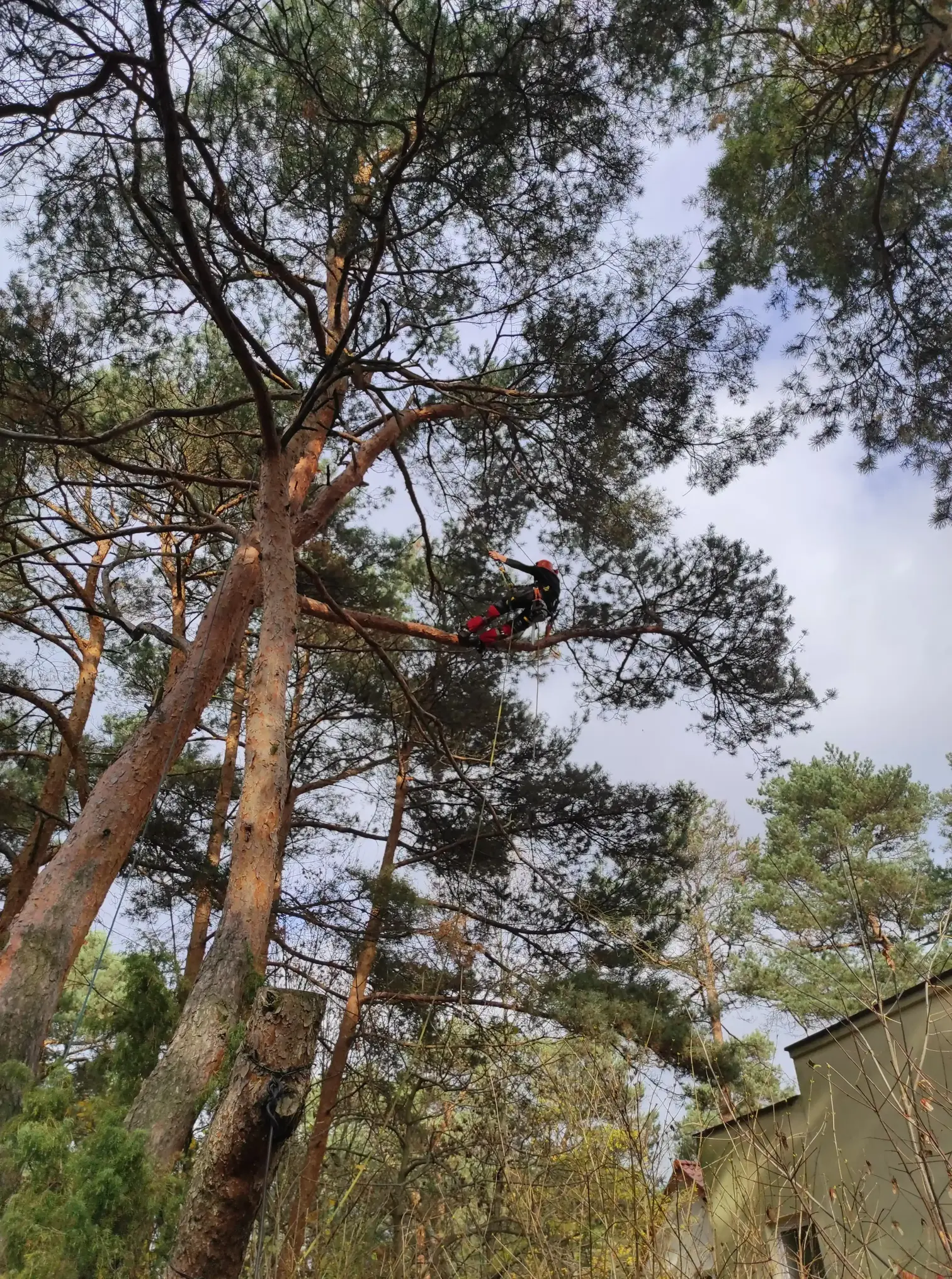 Arborysta w koronie drzewa