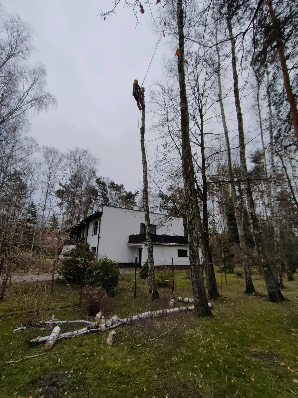 Usunięcie drzewa trudnego przy zabudowie przed