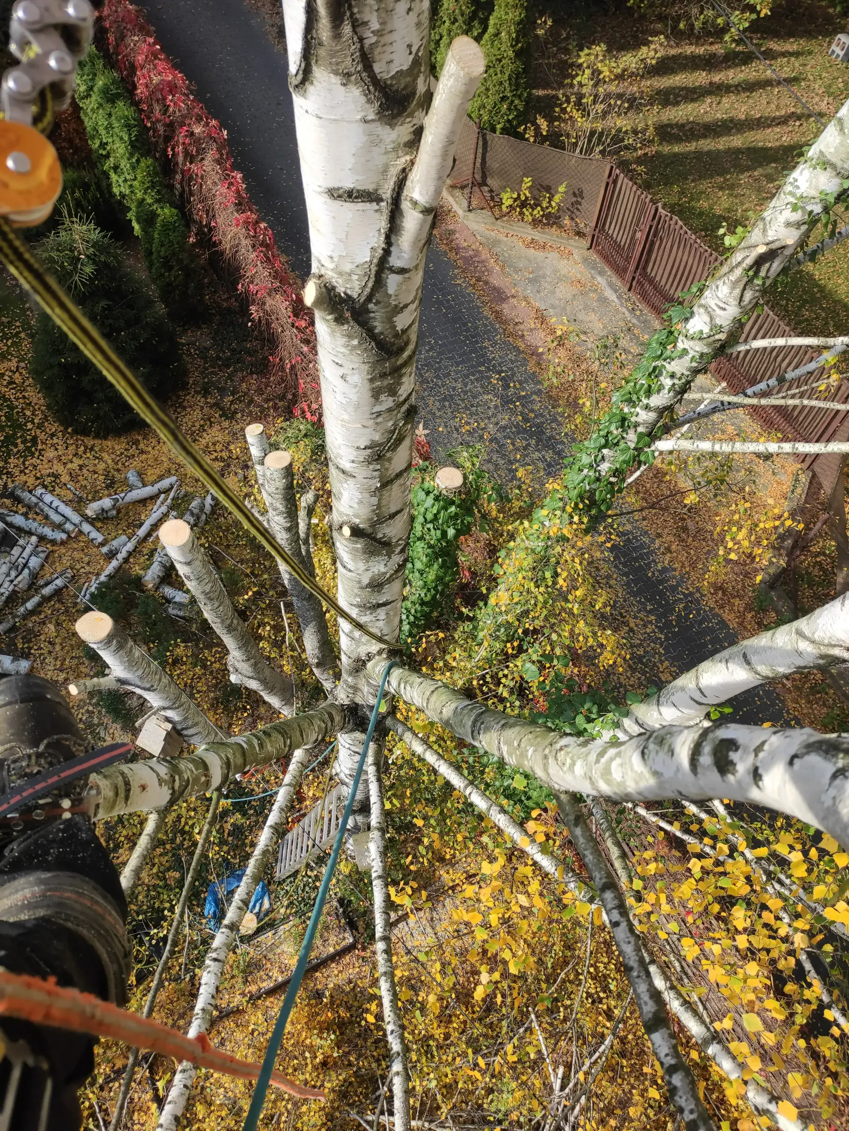 Wycinka z perspektywy arborysty