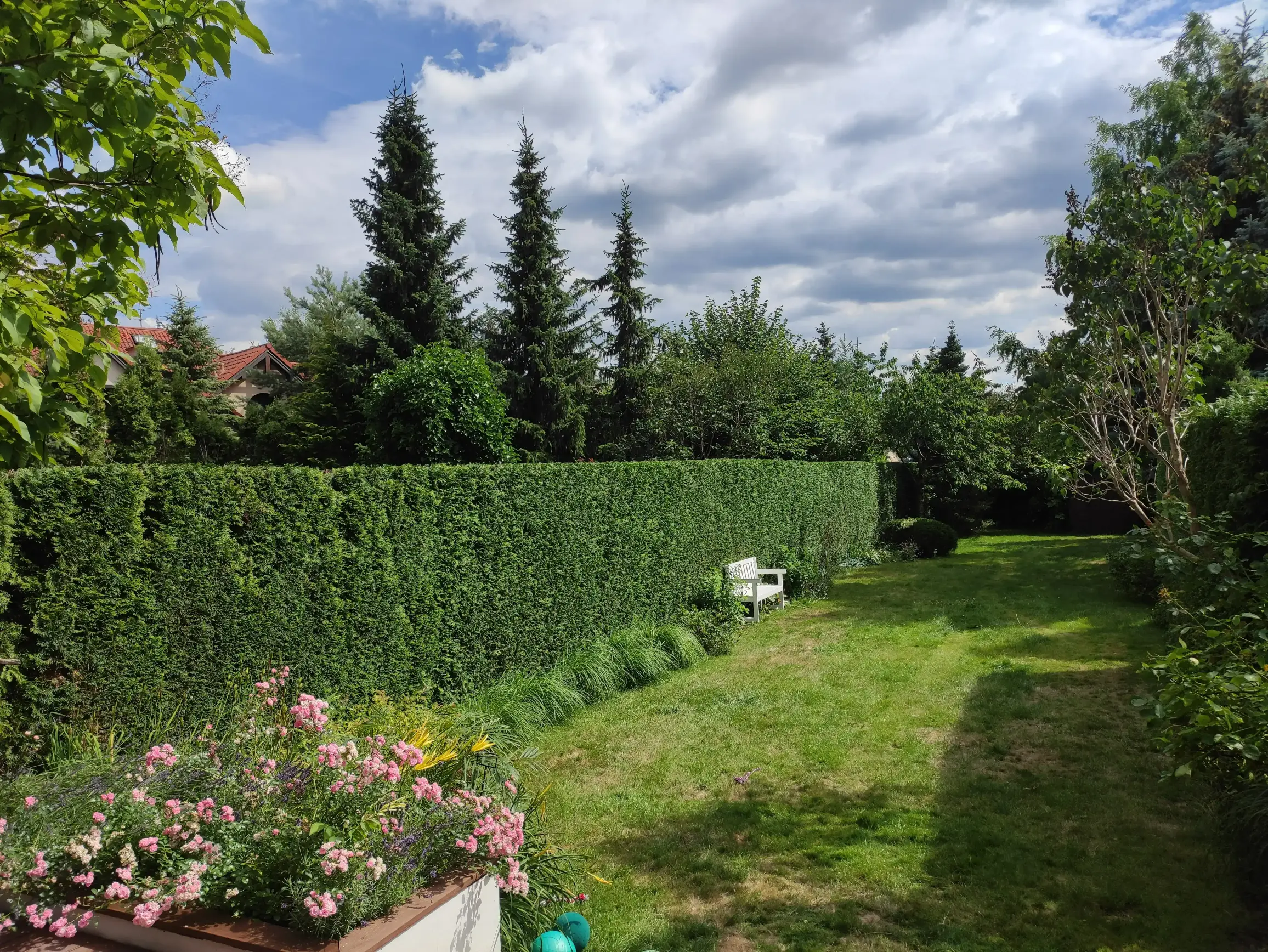 Żywopłot i trawnik