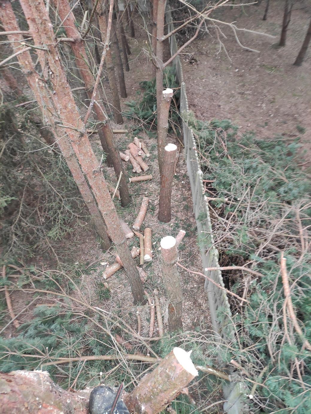 Wycinka drzew przy przedszkolu 04