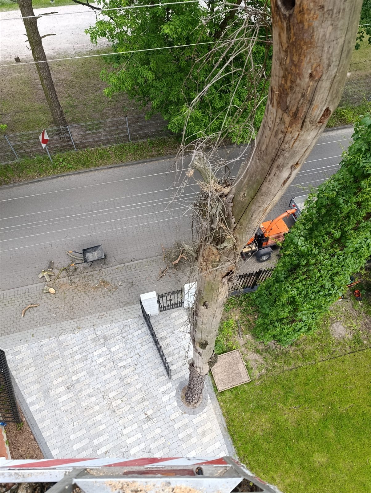 Usunięcie suchej sosny